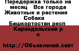 Передержка только на месяц - Все города Животные и растения » Собаки   . Башкортостан респ.,Караидельский р-н